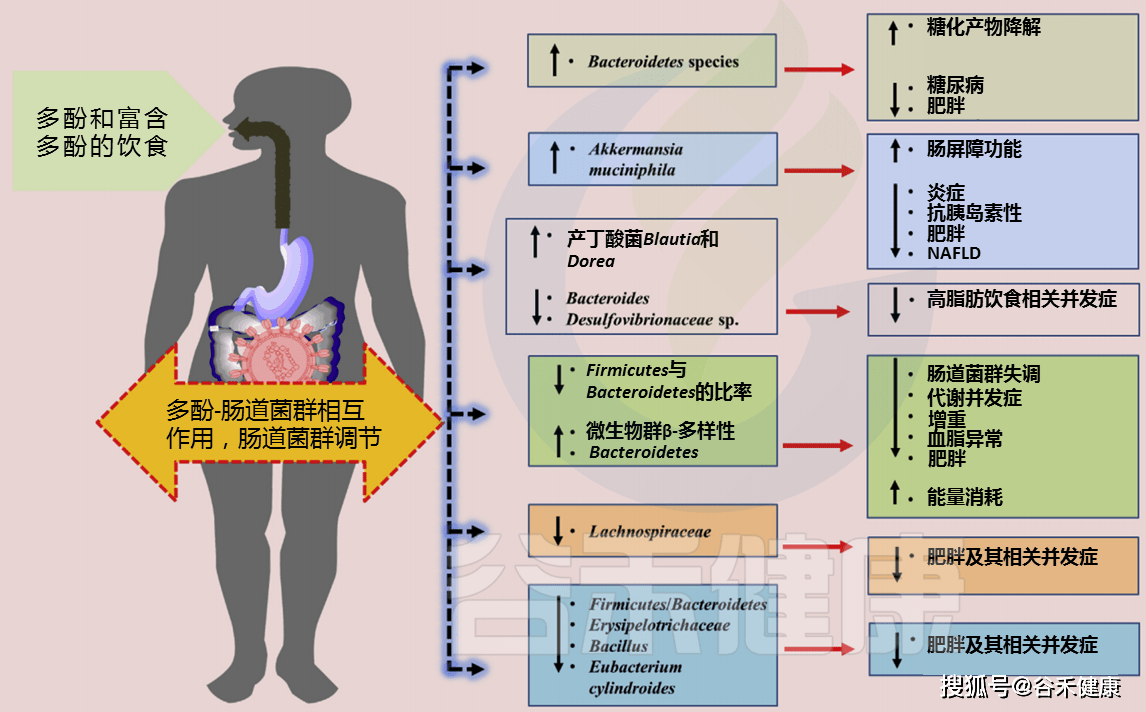 健康作息对人体代谢影响的深度探究