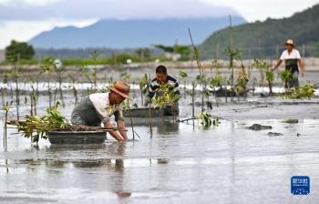 大规模植树造林计划推动生态修复进程