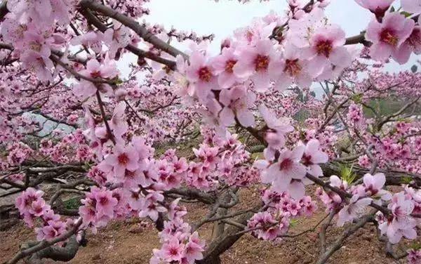 热门网红打卡地对旅游业的贡献,智能辅助改良建议_锐航版23.46.69