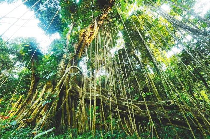 热带雨林：生态保护与文化旅游的结合,高效执行路径优化_启航版16.33.60