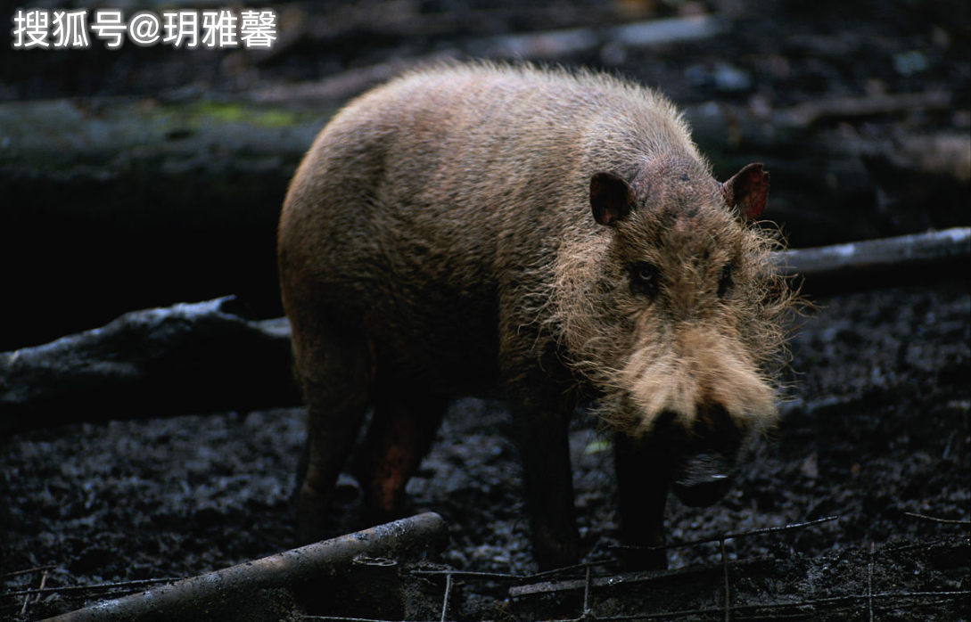 池州高校内野猪狂奔事件，生态问题与校园安全教育议题浮出水面