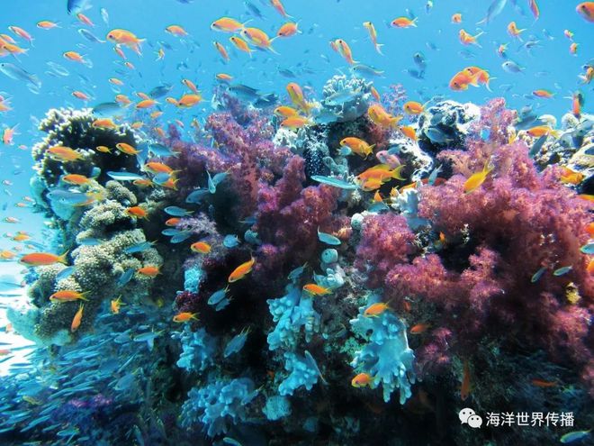 强化海洋保护政策，促进海洋生态系统修复进程