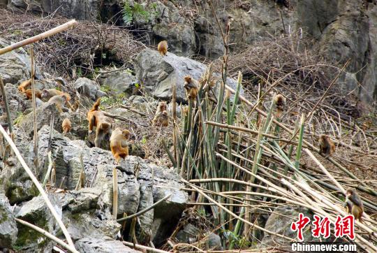 广西某村落遭遇猴群侵袭，上百只猴子破坏村民收成