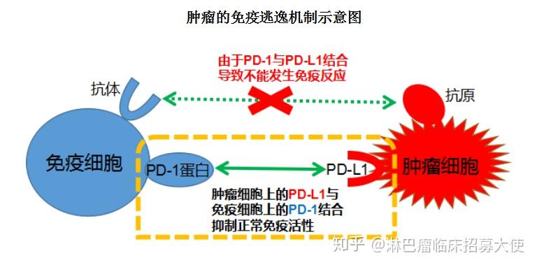 免疫疗法在提升抗癌疗效中的应用研究