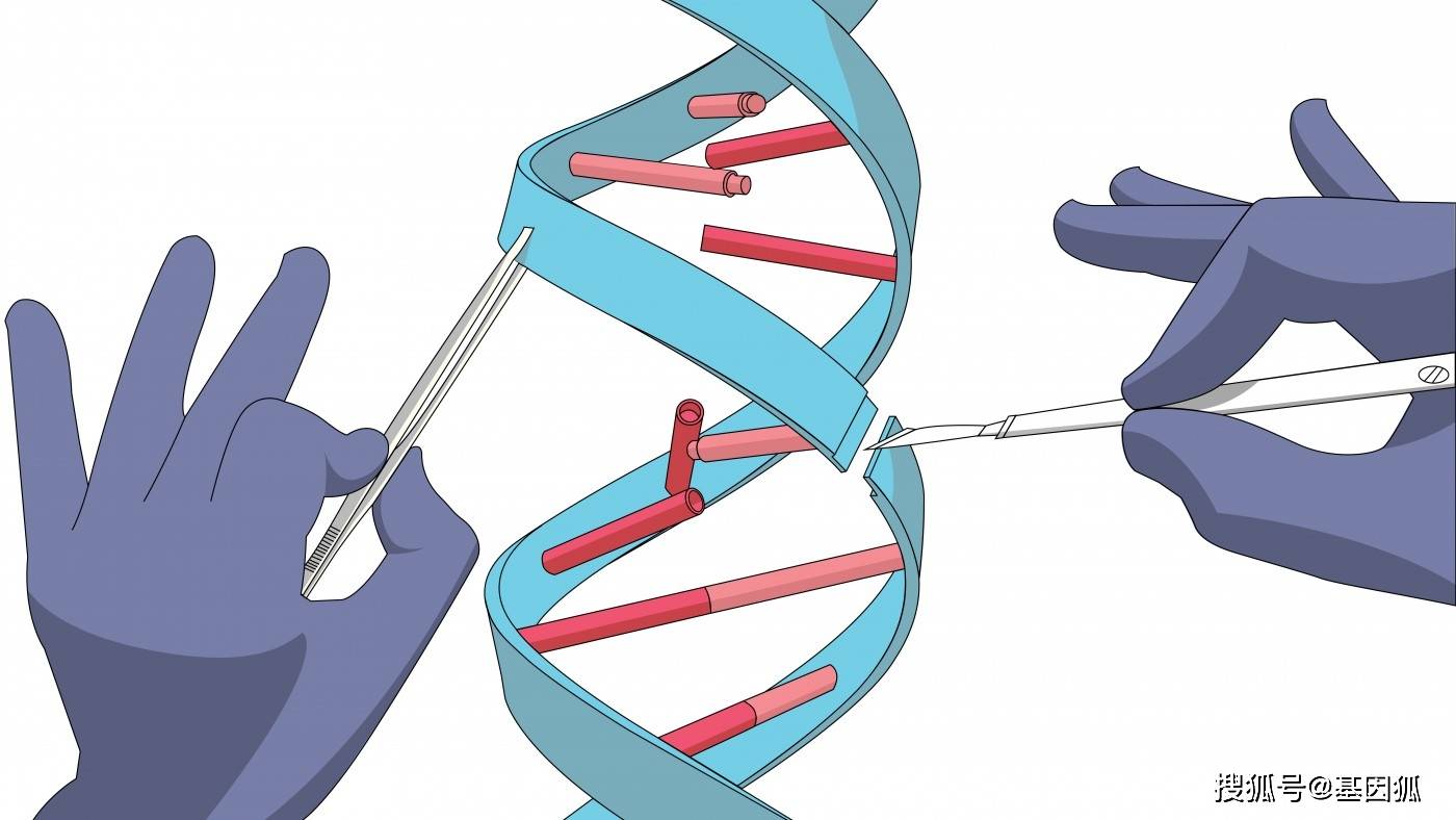 分子剪刀技术，单基因缺陷遗传疾病的修复之光