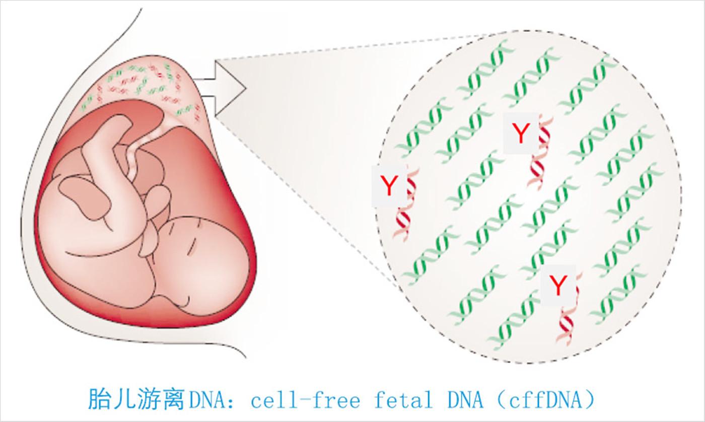 多功能诊断平台突破无创筛查技术，实现快速筛查新突破