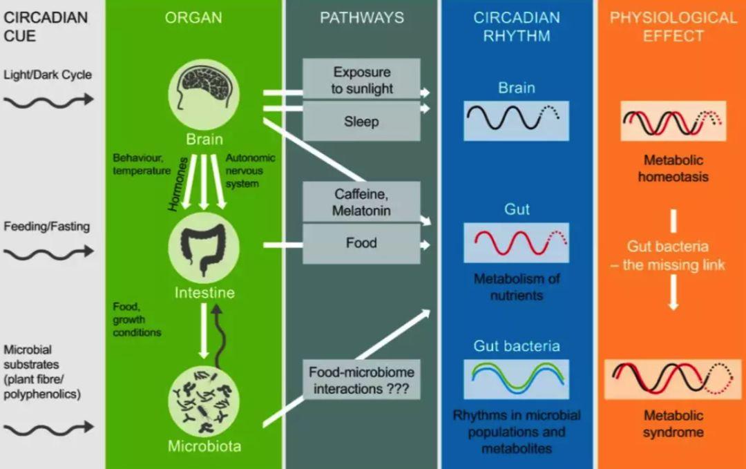 微生物组分析在个体化营养干预中的关键作用