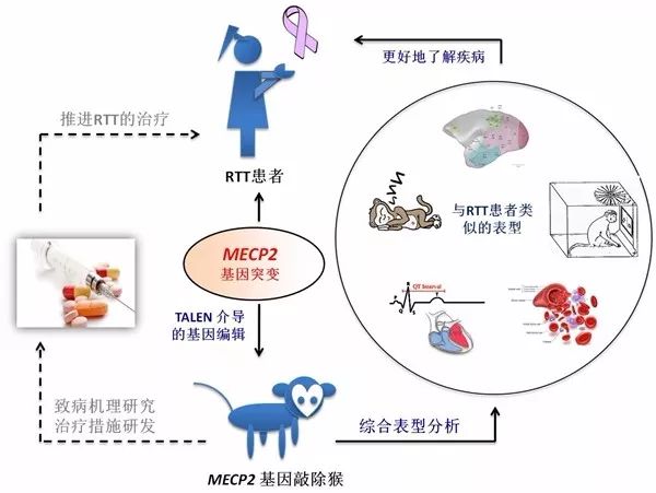 免疫系统疾病发病机理及治療进展探究