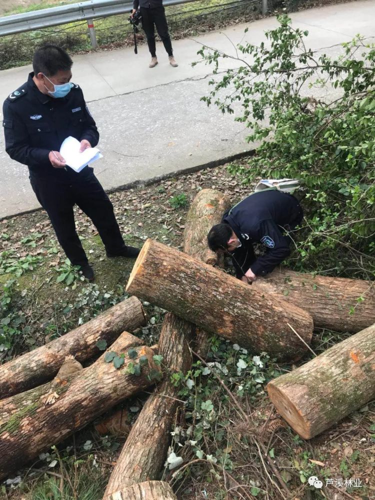 森林资源保护面临非法砍伐挑战的策略应对