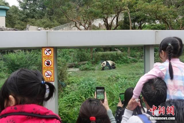 熊猫观赏之旅，优先录制的独特体验