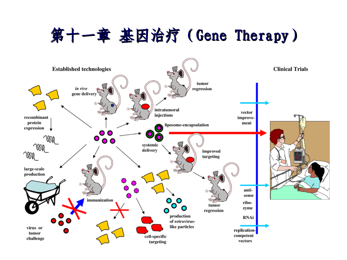 基因疗法在遗传病治疗中的突破与应用