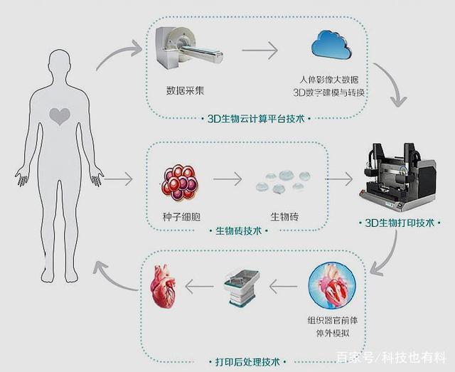 体外器官打印技术，前景展望与难点挑战