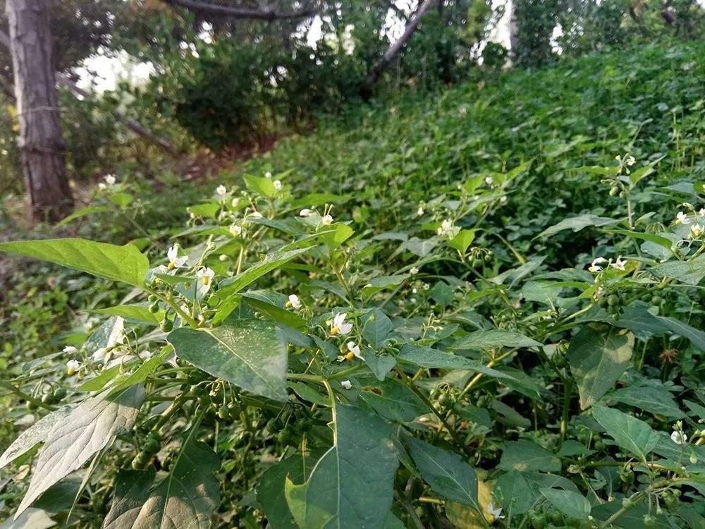 春日野菜盛宴，旅行中不容错过的美味体验