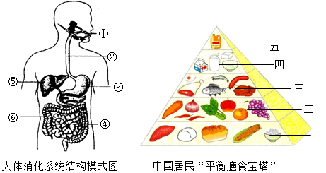 优化饮食结构调整，改善消化健康之道