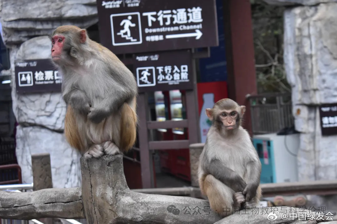 景区回应游客与野生猕猴互殴事件，反思与改进措施势在必行