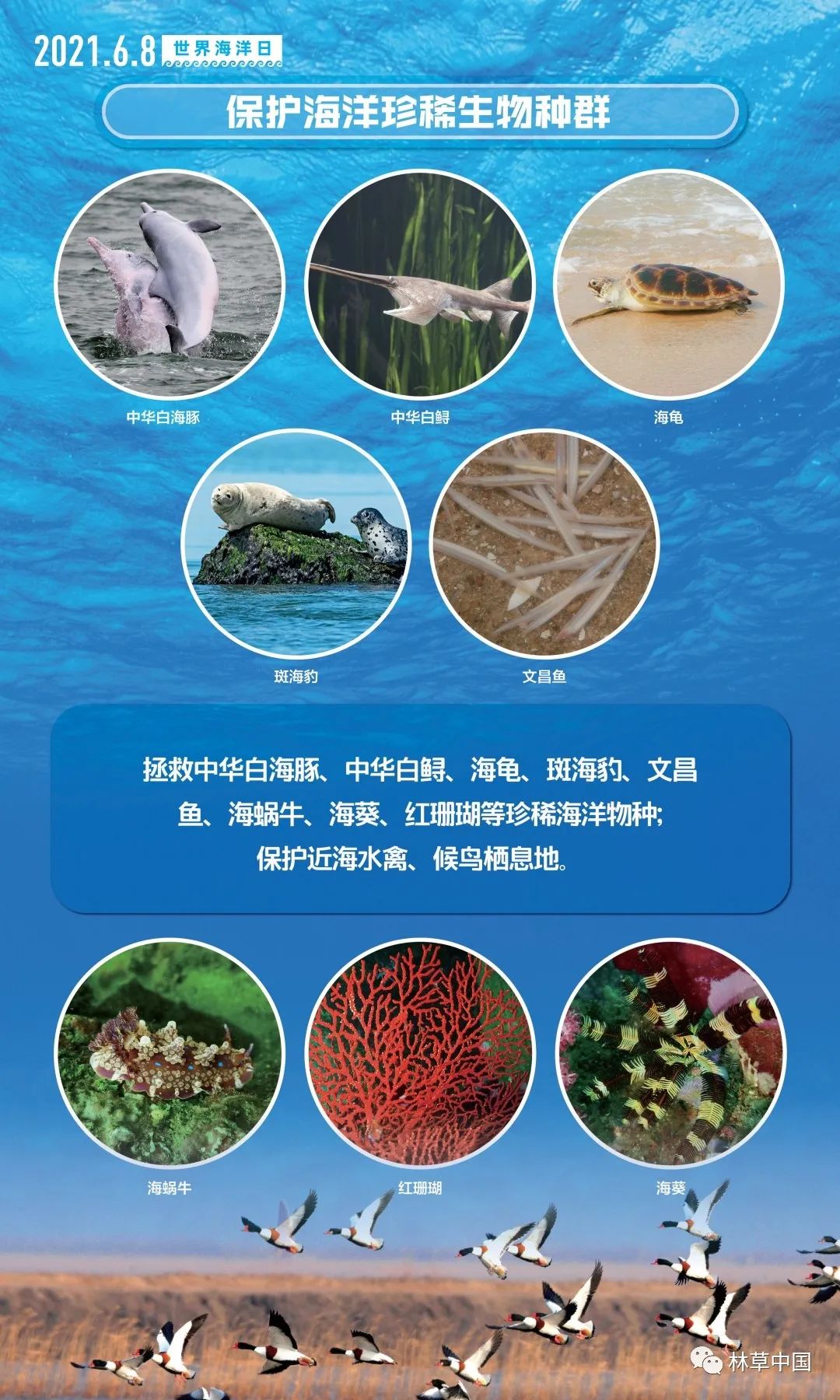 全球海洋生物多样性保护议程，共同应对挑战与未来展望