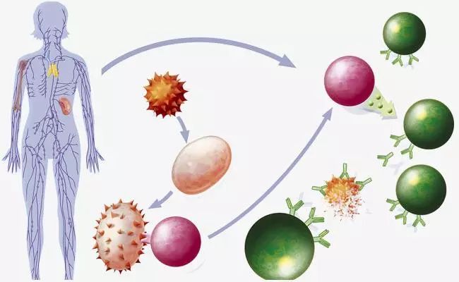 免疫系统在抗击癌症中的关键作用及其研究探索