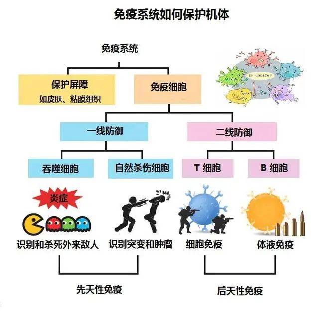 免疫系统健康与抗衰老关联性探究