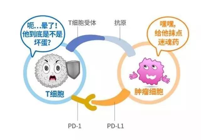 免疫疗法在癌症治疗中的最新进展探索