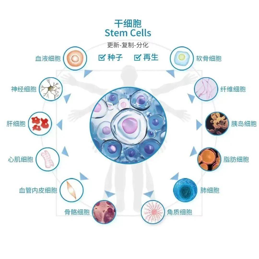 干细胞技术在损伤组织修复中的前景展望