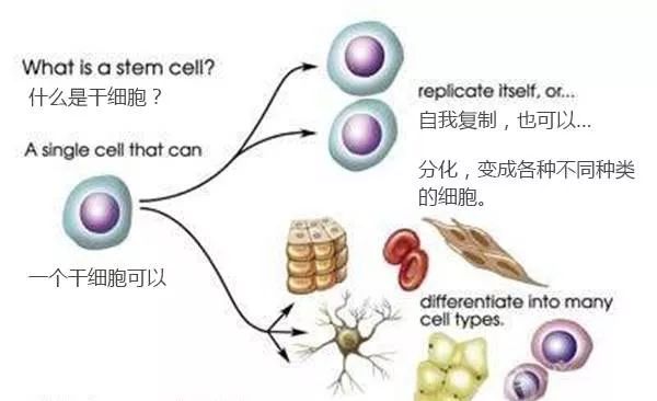 干细胞治疗与受损组织重建的未来展望