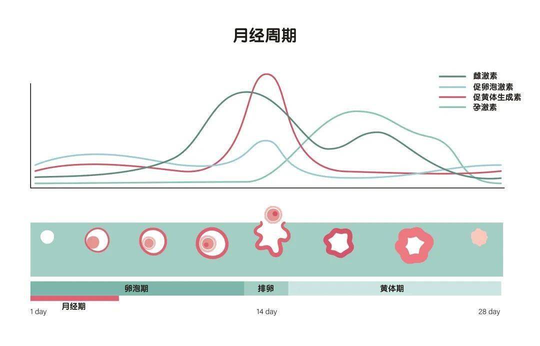 女性健康管理，月经周期调节的重要性