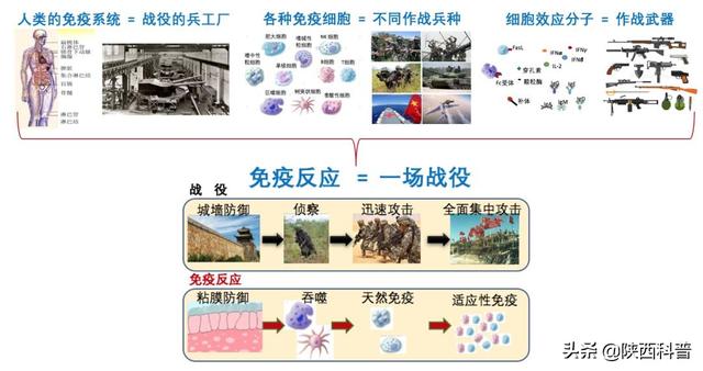 强化免疫系统对抗病毒的关键策略