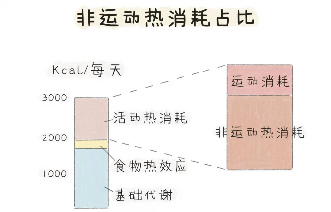 热量限制对长寿的潜在贡献及其研究探索