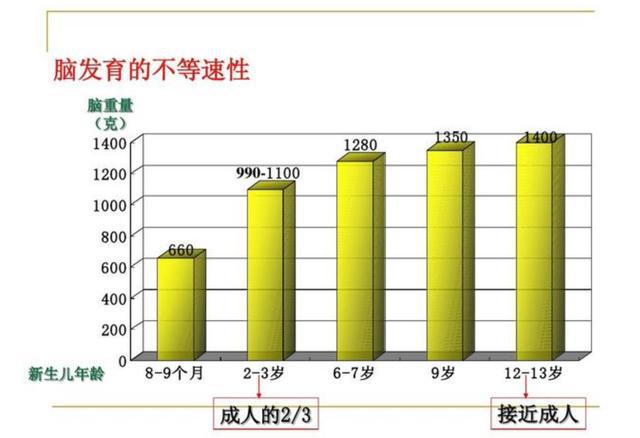 青少年营养摄入对智力发展的决定性作用