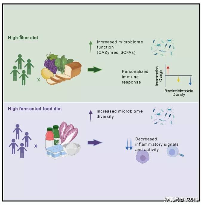 肠道微生物群与免疫系统，共生的奥秘探索