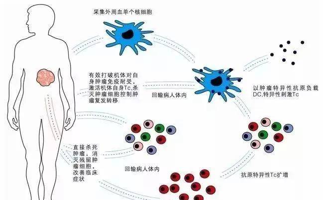 传统食材的抗衰健康效用研究