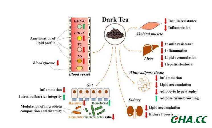 专注力与健康之间的神经生物学联系研究探索