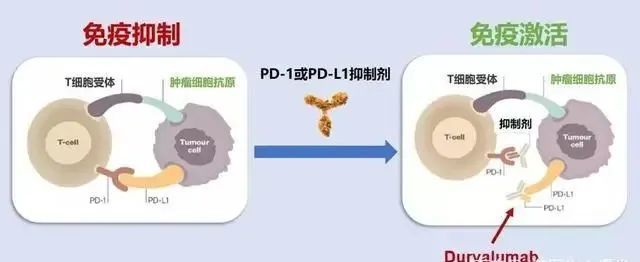 免疫系统调节对癌症免疫治疗的重要性研究