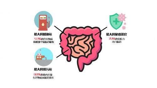 消化健康对增强整体免疫力的重要性
