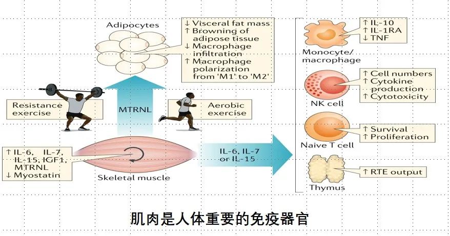 适当体力活动对强化免疫系统的重要性