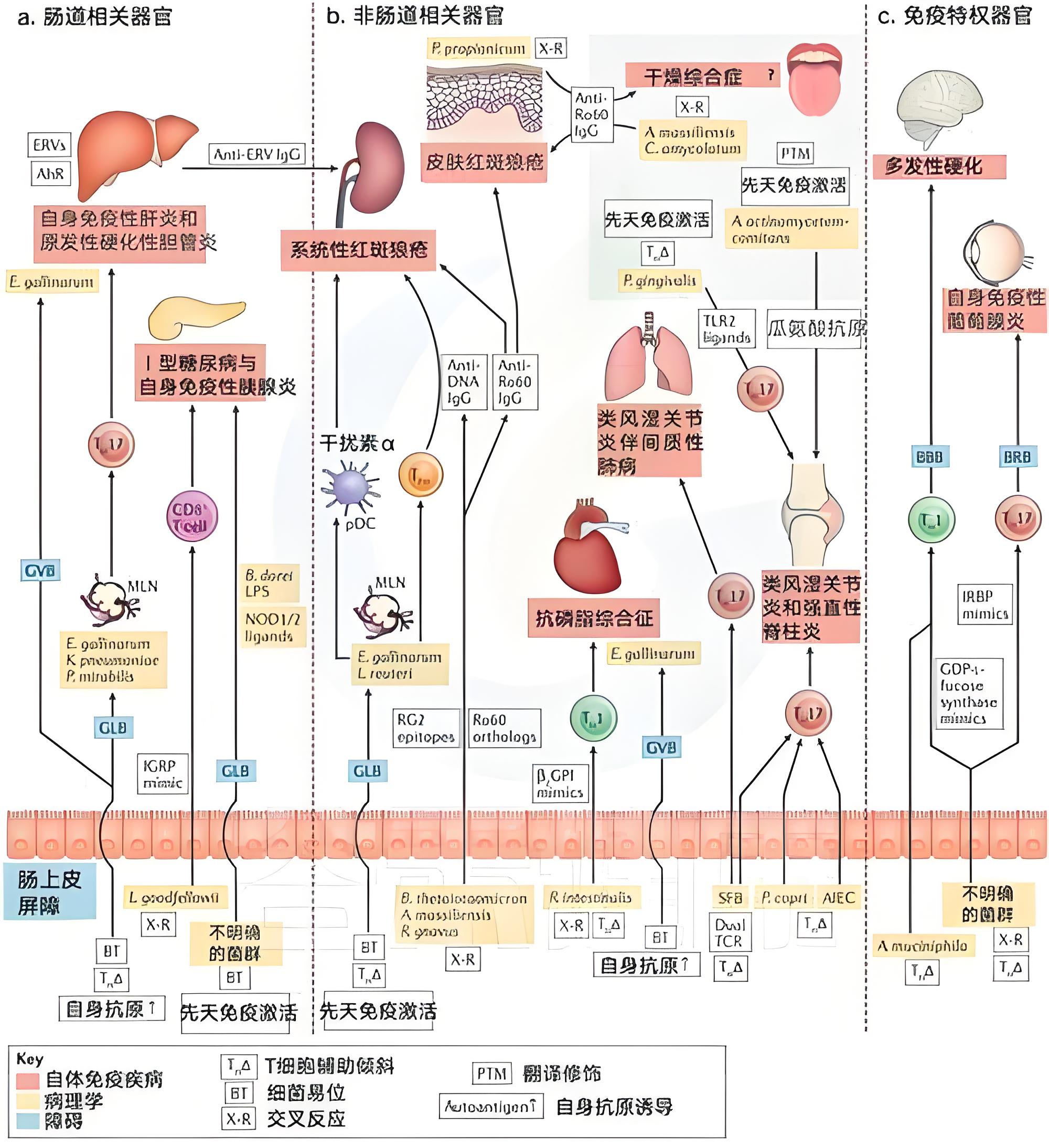 肠道微生物对免疫系统调节作用的探究