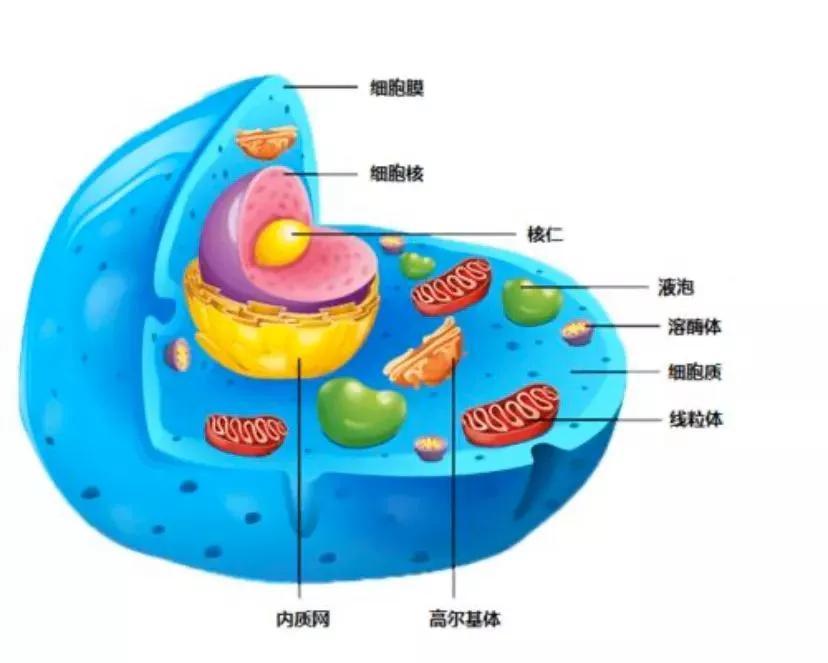 微观营养素对免疫系统功能的影响研究