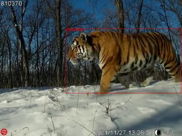 野生东北虎震撼捕食瞬间，目击者记录自然之力的瞬间