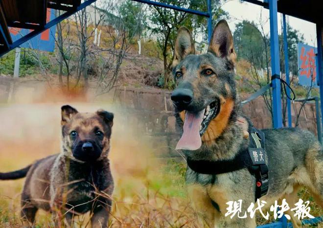 云南警犬遭通报批评引发社会热议